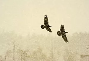 Ravens Gallery: Two Common ravens (Corvus corax) in flight through snow, Finland, April