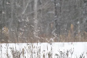 Common redpolls (Acanthis flammea) flock in flight during snowstorm, New York, USA Common redpolls (Acanthis flammea) flock in flight during snowstorm, New York, USA
