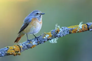 Chat Thrush Gallery: Common redstart (Phoenicurus phoenicurus), Sierra de Grazalema Natural Park, southern Spain