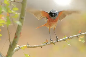 Chat Thrush Gallery: Common redstart (Phoenicurus phoenicurus) taking off, Sierra de Grazalema Natural Park