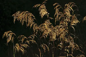 Common reed (Phragmites australis) in morning light, Wicken Fen, Cambridgeshire, UK, May Common reed (Phragmites australis) in morning light, Wicken Fen, Cambridgeshire, UK, May