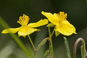 Common rockrose (Helianthemum nummularia) growing at Bishop Middleham quarry, Durham Common rockrose (Helianthemum nummularia) growing at Bishop Middleham quarry, Durham