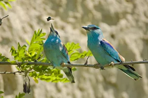 Common roller (Coracias garrulus) female feeding on its courtship gift, Bulgaria Common roller (Coracias garrulus) female feeding on its courtship gift, Bulgaria