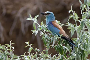 Common roller (Coracias garrulus) perched in a bush, Bagerova Steppe, Kerch Peninsula Common roller (Coracias garrulus) perched in a bush, Bagerova Steppe, Kerch Peninsula