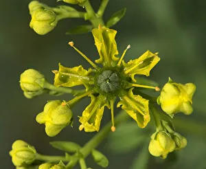 Common rue (Ruta graveolens) flower. Cultivated in herb garden, Surrey, England, UK Common rue (Ruta graveolens) flower. Cultivated in herb garden, Surrey, England, UK