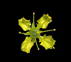 Common rue (Ruta graveolens) flower in visible light, nectar at base of petals Common rue (Ruta graveolens) flower in visible light, nectar at base of petals