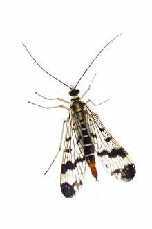Images Dated 13th July 2007: Common scorpionfly (Panorpa communis) Fliess, Naturpark Kaunergrat, Tirol, Austria, July 2008