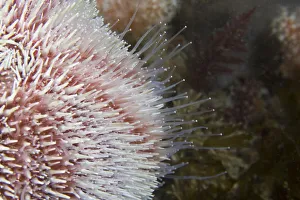 Common Sea Urchin (Echinus esculentus) close up to show hydraulic tube feet Common Sea Urchin (Echinus esculentus) close up to show hydraulic tube feet