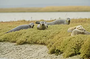 Images Dated 30th October 2011: Common seals (Phoca vitulina) hauled out on saltmarsh, Wallasea Wild Coast Project