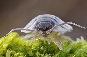 Common / Shiny woodlouse (Oniscus asellus) on moss, Berwickshire, Scotland, February Common / Shiny woodlouse (Oniscus asellus) on moss, Berwickshire, Scotland, February