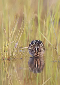 Common snipe (Gallinago gallinago) foraging in water, Uto, Finland July Common snipe (Gallinago gallinago) foraging in water, Uto, Finland July