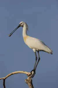 Common spoonbill (Platalea leucorodia) perched on branch, Lake Kerkini, Macedonia Common spoonbill (Platalea leucorodia) perched on branch, Lake Kerkini, Macedonia