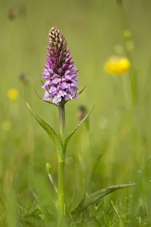 Common spotted orchid (Dactylorhiza fuchsii), flower spike in meadow, UK, June Common spotted orchid (Dactylorhiza fuchsii), flower spike in meadow, UK, June