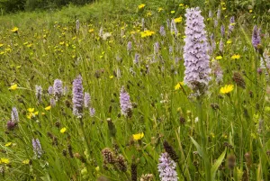 Common spotted orchid (Dactylorhiza fuchsii) on a roadside verge near Bristol, England Common spotted orchid (Dactylorhiza fuchsii) on a roadside verge near Bristol, England