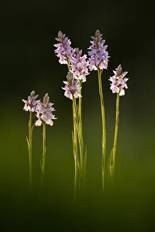 Common spotted orchids (Dactylorhiza fuchsii) in flower, Dunsdon, Devon Wildlife Trust Common spotted orchids (Dactylorhiza fuchsii) in flower, Dunsdon, Devon Wildlife Trust