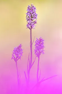 Common spotted orchids (Dactylorhiza fuchsii), Kingcombe Meadows, Dorset, UK, June Common spotted orchids (Dactylorhiza fuchsii), Kingcombe Meadows, Dorset, UK, June