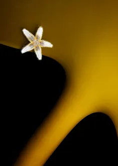Popular themes/wild wonders europe 4/common starfish asterias rubens Popular themes/wild wonders europe 4/common starfish asterias rubens