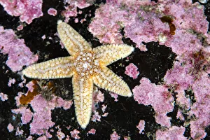 Common starfish (Asterias rubens) with pink encrusting algae, Farne Islands Common starfish (Asterias rubens) with pink encrusting algae, Farne Islands