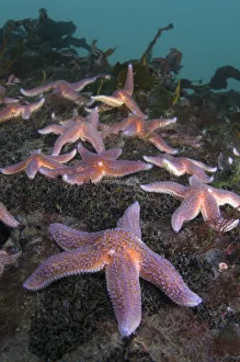 Common starfish (Asterias rubens) group, Saltstraumen, Bod, Norway, October 2008 Common starfish (Asterias rubens) group, Saltstraumen, Bod, Norway, October 2008