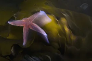 Common starfish (Asterias rubens) swimming, Saltstraumen, Bod, Norway, October 2008 Common starfish (Asterias rubens) swimming, Saltstraumen, Bod, Norway, October 2008