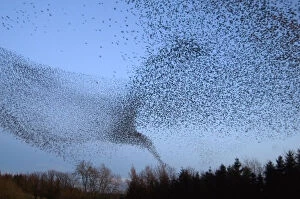 Images Dated 2nd December 2008: Common starling (Sturnus vulgaris) flock flying towards their night time roost, Scottish Borders