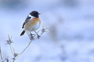 Muscicapidae Gallery: Common stonechat (Saxicola torquata) on frozen and dry thistle. Sierra de Grazalema Natural Park