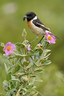 Chat Thrush Gallery: Common stonechat (Saxicola torquata) with prey on flowers, Sierra de Grazalema Natural Park