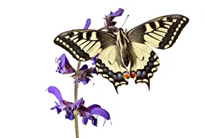 Common Swallowtail butterfly (Papilio machaon) resting on Meadow Clary (Salvia pratensis Common Swallowtail butterfly (Papilio machaon) resting on Meadow Clary (Salvia pratensis