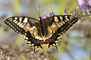 Common Swallowtail butterfly (Papilio machaon) backlit showing wing structure Common Swallowtail butterfly (Papilio machaon) backlit showing wing structure