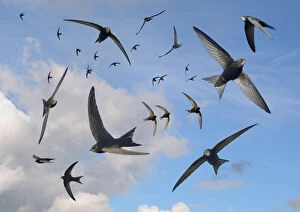 Swift Gallery: Common swifts (Apus apus) flying overhead, Wiltshire, UK, June. Digital composite image