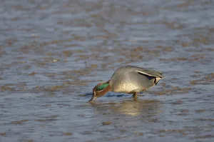 Common teal (Anas crecca) drake feeding on mudflats, The Wash, Norfolk, England, UK Common teal (Anas crecca) drake feeding on mudflats, The Wash, Norfolk, England, UK