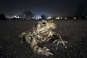 Common toad (Bufo bufo) with urban lights behind, Bristol, UK Common toad (Bufo bufo) with urban lights behind, Bristol, UK