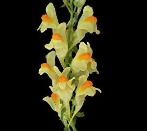 Wildflowers Gallery: Common toadflax (Linaria vulgaris), orange nectar guides on lower lip and long spur