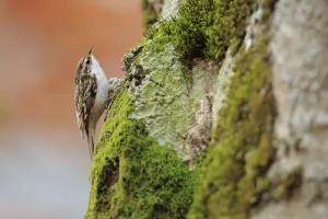 Common treecreeper (Certhia familiaris) on tree trunk, Ordesa y Monte Perdido Natural Common treecreeper (Certhia familiaris) on tree trunk, Ordesa y Monte Perdido Natural