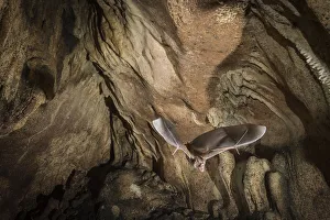 Common vampire bat (Desmodus rotundus) exiting cave, Costa Rica, March 2014 Common vampire bat (Desmodus rotundus) exiting cave, Costa Rica, March 2014