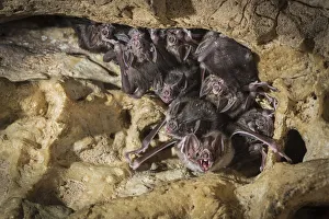 Roost Gallery: Common vampire bats (Desmodus rotundus) roosting in cave, Costa Rica