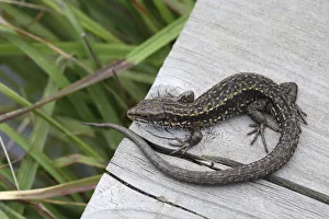 Common viviparous lizard (Lacerta vivipara) on wood, Surrey, England, September Common viviparous lizard (Lacerta vivipara) on wood, Surrey, England, September