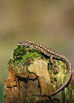 Images Dated 20th March 2009: Common / Viviparous lizard (Lacerta vivipera) on mossy stone. Derbyshire, UK, April