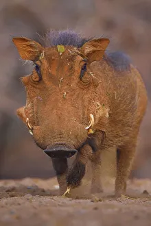 Common Warthog (Phacochoerus africanus) portrait, Zimanga Private Nature Reserve Common Warthog (Phacochoerus africanus) portrait, Zimanga Private Nature Reserve