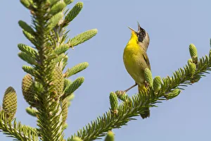 Common yellow throat (Geothlypis trichas) male, singing, Anchorage Provincial Park Common yellow throat (Geothlypis trichas) male, singing, Anchorage Provincial Park