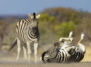 Images Dated 17th October 2006: Common zebra {Equus quagga} rolling on ground, dustbathing, Etosha national park, Namibia