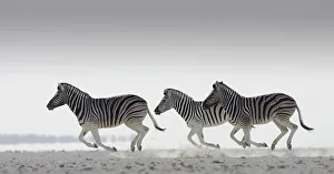 Three Common zebra {Equus quagga} running. Namibia Three Common zebra {Equus quagga} running. Namibia