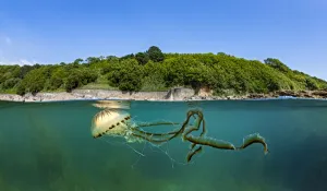 Compass jellyfish (Chrysaora hysoscella) swimming near surface, Cornwall, UK Compass jellyfish (Chrysaora hysoscella) swimming near surface, Cornwall, UK