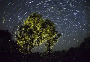 Composite image of Fireflies synchronize display just after first shower of monsoon Composite image of Fireflies synchronize display just after first shower of monsoon