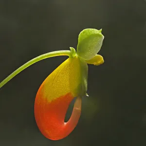 Congo cockatoo (Impatiens niamniamensis) flower, backlit with nectar level visible in spur Congo cockatoo (Impatiens niamniamensis) flower, backlit with nectar level visible in spur