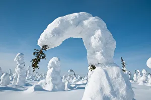 Conifer tree bent under the weight of snow, Kuntivaara, Finland Conifer tree bent under the weight of snow, Kuntivaara, Finland