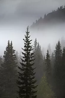 Coniferae Gallery: Conifer trees in mist at Alpe de Lerosa, Dolomite Mountains, Belluno Province, Veneto