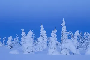 Boreal Forest Gallery: Coniferous trees under a thick layer of frozen snow, Northern Finland, February