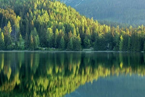 Images Dated 9th June 2013: Conifers reflected in water, Strbske Pleso, Tatra Mountains, Slovakia, June 2013