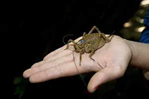 Cook strait giant weta (Deinacrida rugosa) Cook strait giant weta (Deinacrida rugosa)